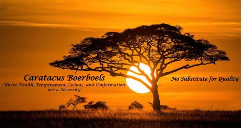 Caratacus Boerboels - UK Boerboel Breeder